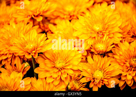 Gelbe Chrysanthemen im Herbst.  Chrysantheme ist immer das Symbol des Herbstes in China. Stockfoto