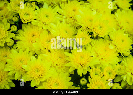 Gelbe Chrysanthemen im Herbst.  Chrysantheme ist immer das Symbol des Herbstes in China. Stockfoto