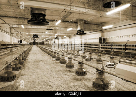 Moderne und neue automatisierte integrierte Geflügelfarm Stockfoto