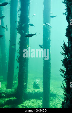 Fische schwimmen durch das künstliche Riff an den Beinen Busselton Jetty im Indischen Ozean in Busselton, Western Australia. Stockfoto