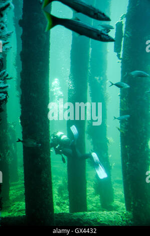 Busselton, Wa, Australia-January 15,2016: Scuba Diver Schwimmen durch das Busselton Jetty Beine mit Fisch und Riff in Busselton, Western Australia Stockfoto