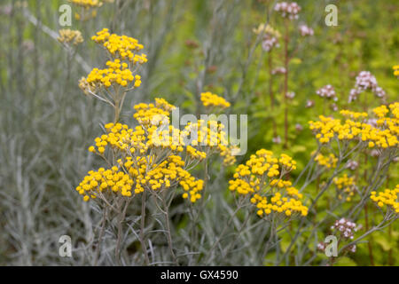 Helichrysum unsere Blumen. Stockfoto