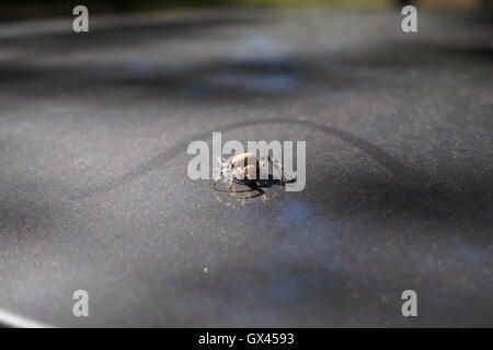 Weibliche Pardosa Amentata (Spotted Wolfspinne) auf einem weißen Hintergrund. Diese Spinne ist Teil der Familie Lycosidae - Wolf Spinnen. Stockfoto