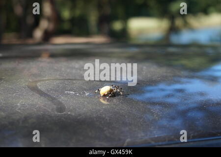 Weibliche Pardosa Amentata (Spotted Wolfspinne) auf einem weißen Hintergrund. Diese Spinne ist Teil der Familie Lycosidae - Wolf Spinnen. Stockfoto