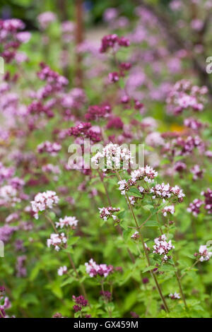 Origanum Vulgare. Oregano Blüten. Stockfoto