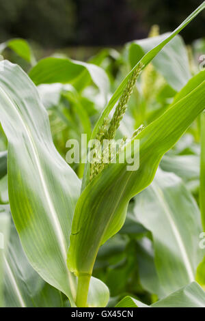 Zea Mays. Männliche Blüten auf Maispflanze. Stockfoto