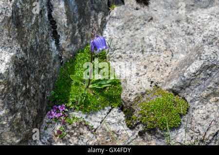 Bärtige Glockenblume (Campanula Barbata) wächst auf einem Felsen in den Schweizer Alpen auf 2300m. Oberhasli, Schweiz. Stockfoto