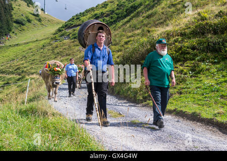 Alpabzug: Alpine Transhumanz in der Schweiz. Eine Familie fährt ihr Vieh von den Almen ins Tal im Herbst. Stockfoto