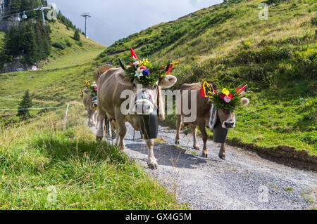 Alpabzug: Alpine Transhumanz in der Schweiz. Rinder, die im Herbst von den Almen ins Tal getrieben. Stockfoto