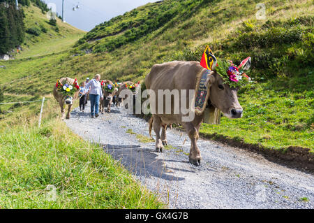 Alpabzug: Alpine Transhumanz in der Schweiz. Rinder, die im Herbst von den Almen ins Tal getrieben. Stockfoto