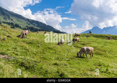 Braunvieh Rinder grasen auf einer Almwiese in den Schweizer Alpen. Berner Oberland, Schweiz. Stockfoto