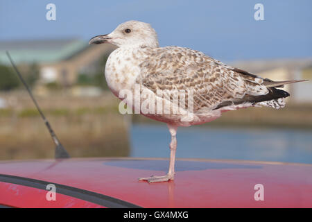 Closeup juvenile Silbermöwe (Larus Argentatus) thront auf rotem Dach Auto stehend auf einem Bein in der niedrigen Normandie in Frankreich Stockfoto