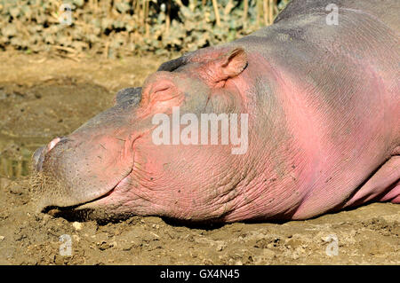 Porträt von Hippopotamus Amphibius des Profils auf den Schlamm zu schlafen Stockfoto