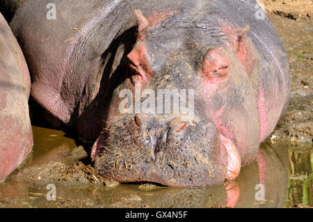 Nahaufnahme der Leiter der Hippopotamus Amphibius schlafen auf Schlamm Stockfoto