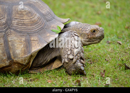 Closeup von Afrikaner trieb Schildkröte (Centrochelys Sulcata) Profil gesehen Stockfoto