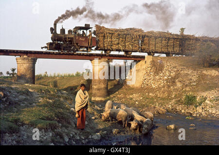 Ein Bauer bringt seine Schweine zu Wasser, wie Cheetal, ein 0-6-0WT von John Fowler von Leeds, gebaut mit einer Rührstange vorbei frisch geschnitten zuckelt Stockfoto