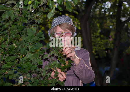 Porträt senior Frau arbeitet im Garten Stockfoto