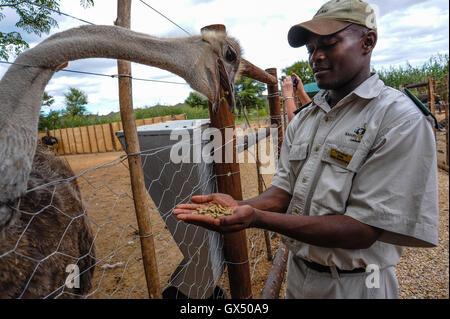 Oudtshoorn ist die größte Stadt in der kleinen Karoo-Region in Südafrika. Beherbergt die weltweit größte Strauß Bevölkerung. Stockfoto