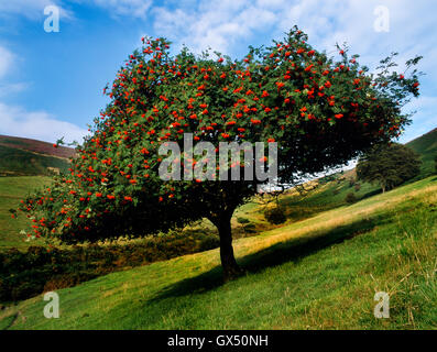 Rinder haben ein markantes Stück Hecke angelegt, durch den Besuch dieser Eberesche bei Bwlch Penbarras in Moel Famau Country Park, Denbighshire. Stockfoto