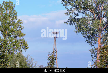 Ein Storchennest auf einem Telegrafenmast am Rande der Rominter Heide (Puszcza Romincka) in Polen (ehemals Ostpreußen) Stockfoto