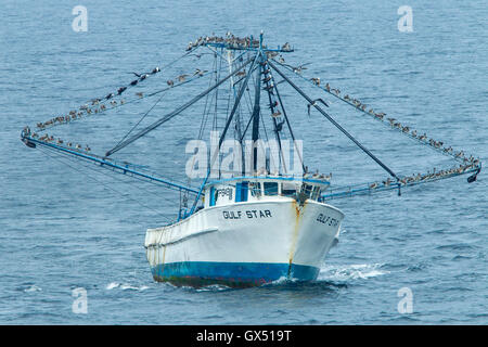 Blick auf Fischerboot mit zahlreichen prächtigen Frigatebirds ruht auf die Takelage, Trinidad und Tobago Stockfoto