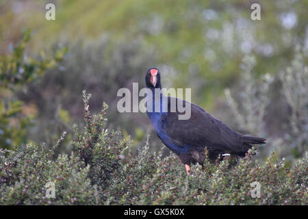 Erwachsenen Purpurhuhn (Pukeko) im Buschland. Stockfoto