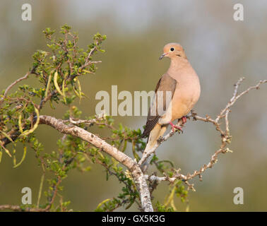 Mourning Dove (Zenaida Macroura) sitzen in der Wüste Macchia, Texas Stockfoto