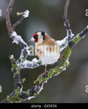 Stieglitz (Zuchtjahr Zuchtjahr) sitzen auf Schnee beladenen Zweig, Mid Wales Grenzen Shropshire, UK Stockfoto