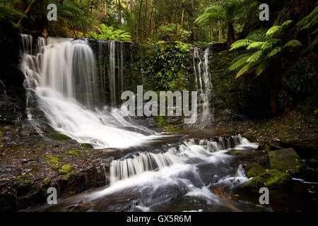 Eine sehr angenehme kurze Arbeit durch einen gemäßigten Regenwald, im Tasmaniens Mt eingereicht-Nationalpark führt Sie zum Horseshoe Falls. Stockfoto