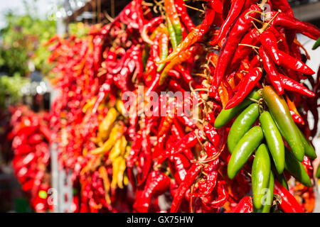 Die Trauben der chili Peppers hängen auf dem Markt Stockfoto