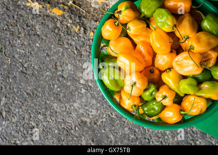 Draufsicht auf einen Eimer voll mit grünen und gelben Mini-Paprika Stockfoto