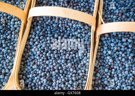 Viele Heidelbeeren in Körben auf dem Markt Stockfoto