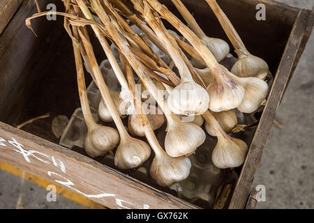 Viele Köpfe von Knoblauch trocknen in einer Holzkiste auf dem Markt Stockfoto