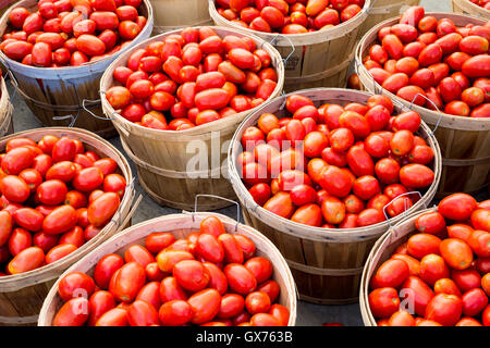 Viele Roma-Tomaten in Körben auf dem Markt Stockfoto