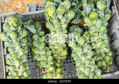 Brussel Sprout Stiele auf dem lokalen Markt Stockfoto