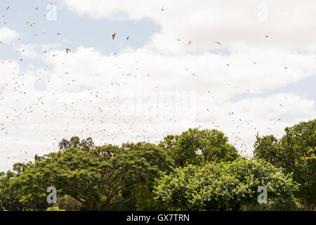 Hunderte von Pteropus scapulatus / fliegender Fuchs, fliegen in einem Schwarm über Bäumen in einem Park in Charters Towers, Australien Stockfoto