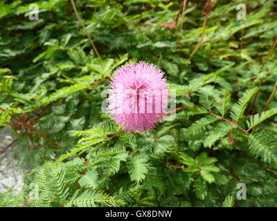 Wilde Mimosa Pudica Wildblumen wachsen in Süd-Florida. Stockfoto