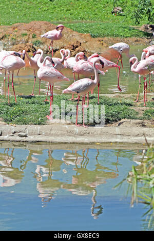 Eine Gruppe von Flamingos mit ihrem Spiegelbild im Wasser Stockfoto