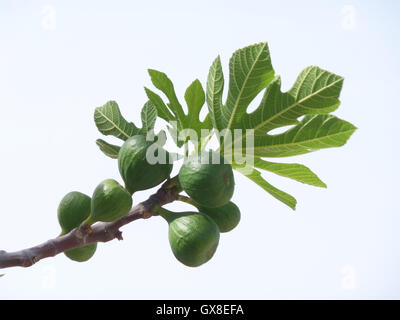 Young-Feigen auf die Branche hautnah Stockfoto