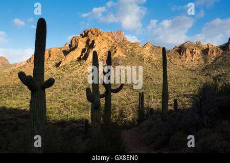 Saguaro-Kaktus Silhouette gegen rocky Wüstenberge beleuchtet im Morgenlicht. Gila River Canyons, Arizona Stockfoto