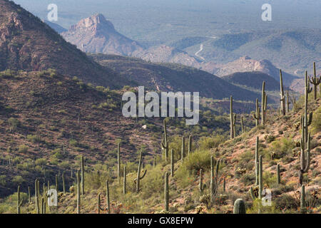 Saguaro-bedeckten Wüste Berge rund um den Gila River Canyons Verflachung in der Ferne. Gila River Canyons, Arizona Stockfoto