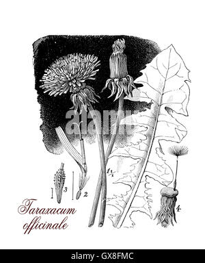 Taraxacum Officinale oder gemeinsame Dandelium, wiederum als Heilkraut oder in Essen Vorbereitung (Löwenzahn Wein) ...die gelbe Blumen Unkraut Runde Kugeln Od Früchte mit dem Wind, bekannt als Blowballs oder Uhren verteilt Stockfoto