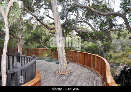 Aussichtsplattform in den Baumkronen Karri an die See Höhle Touristenattraktion in Margaret River, Western Australia. Stockfoto