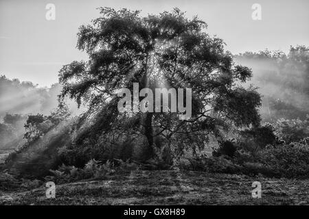 Atemberaubenden Sonnenaufgang Landschaft der Sonnenstrahlen durchscheinen Baum in schwarz / weiß Stockfoto