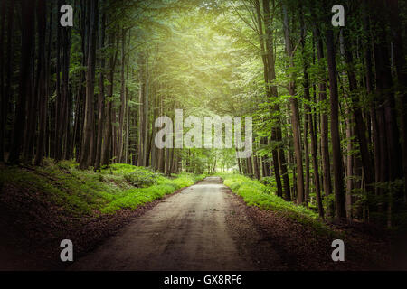 fantasy forest path Stockfoto