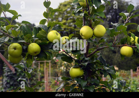 Lord Lambourne Äpfel (Malus Sylvestris Rosaceae) in Baum im RHS Garden Harlow Carr, Harrogate, Yorkshire, England, Großbritannien. Stockfoto