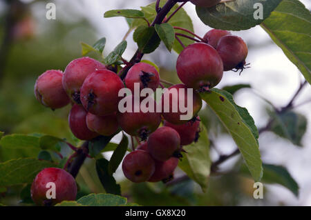 Ein Haufen Evereste Krabbenäpfel (Malus Evereste) im RHS Garden Harlow Carr, Harrogate, Yorkshire, England, Großbritannien. Stockfoto