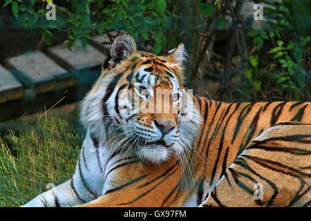Tiger im Colchester Zoo Stockfoto