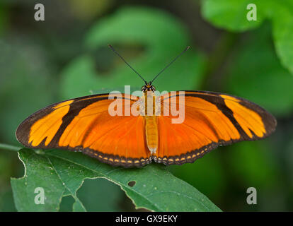 Julia Butterfly (Dryas Iulia) Stockfoto