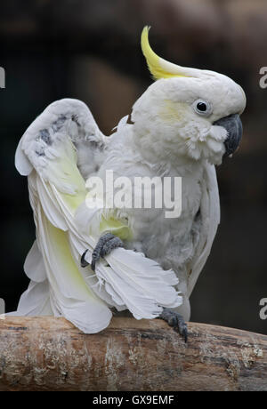 Weniger Schwefel Crested/Yellow-Crested Kakadus (cacatua sulfurea) Stockfoto